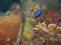 Demoiselle bleue Chromis cyanea